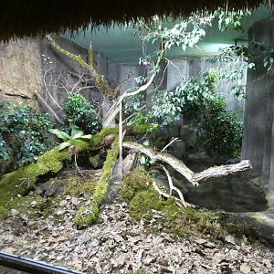King cobra enclosure
