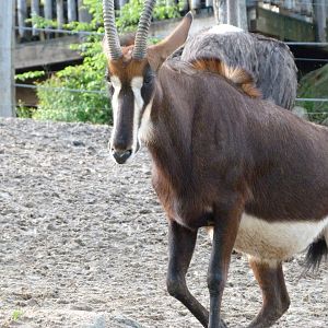 Black sable antelope -ZooParc de Beauval (2025)