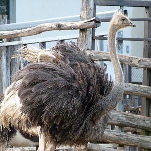 Common ostrich -ZooParc de Beauval (2025)