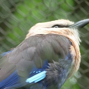 Blue-bellied roller -ZooParc de Beauval (2025)