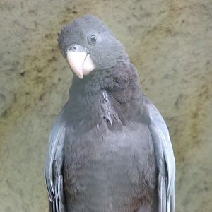 Greater vasa parrot -ZooParc de Beauval (2025)