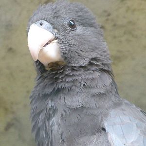 Greater vasa parrot -ZooParc de Beauval (2025)