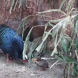 Edwards's pheasants with chick