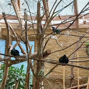 Bali myna and nicobar pigeons in fromer Trompeter hornbill aviary