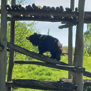 Slothbear climbing up