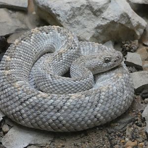 Aruba rattlesnake