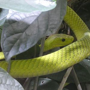 Eastern green mamba
