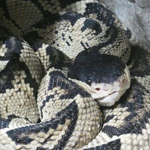 Black-headed bushmaster