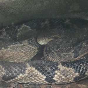 South American bushmaster