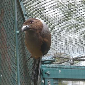 Sumatran treepie