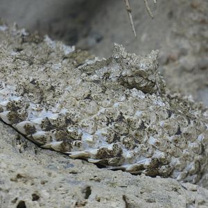 Iranian spider-tailed horned viper