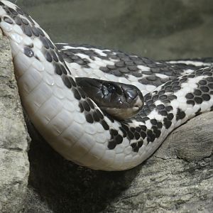 Black-and-white spitting cobra
