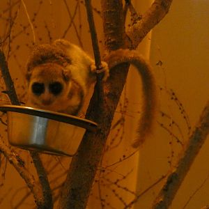 Fat-tailed dwarf lemur