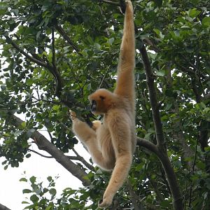 Northern white-cheeked gibbon