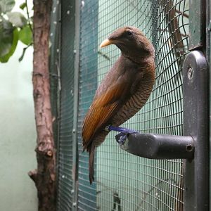 King bird-of-paradise female