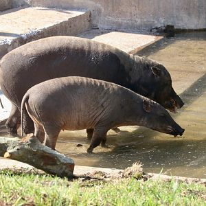 Babirusa mother and piglet