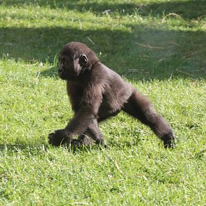 Young Gorilla