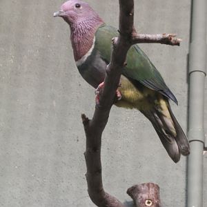 Pink-Headed Fruit Dove