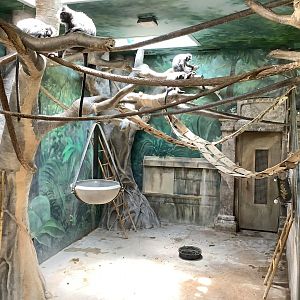 Columbus Zoo - Asia Quest - Silvered Leaf Langur indoor exhibit