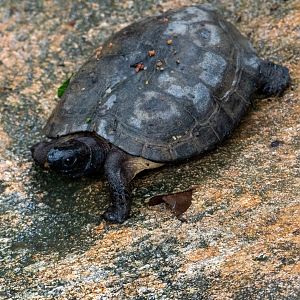 Rainforest Wild Asia- Asian Leaf Turtle (Cylemys dentata)