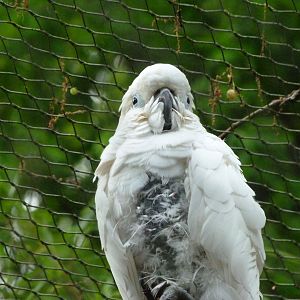 Triton cockatoo -ZooParc de Beauval (2025)