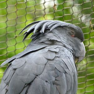 Goliath palm cockatoo -ZooParc de Beauval (2025)