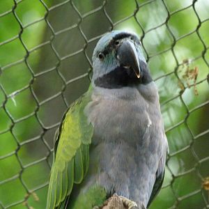 Lord Derby's parakeet -ZooParc de Beauval (2025)