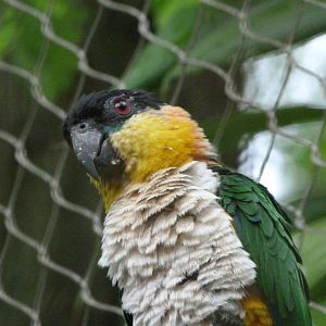 Black-headed parrot -ZooParc de Beauval (2025)