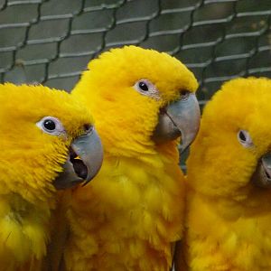 Golden parakeet -ZooParc de Beauval (2025)