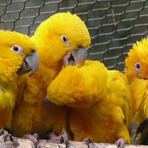Golden parakeet -ZooParc de Beauval (2025)