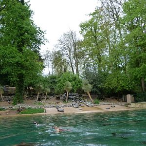 Humboldt penguin exhibit -ZooParc de Beauval (2025)