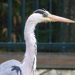 Grey heron -ZooParc de Beauval (2025)