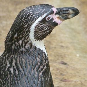 Humboldt penguin -ZooParc de Beauval (2025)
