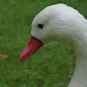 Coscoroba swan -ZooParc de Beauval (2025)