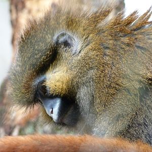 Red-tailed moustached monkey -ZooParc de Beauval (2025)