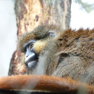 Red-tailed moustached monkey -ZooParc de Beauval (2025)