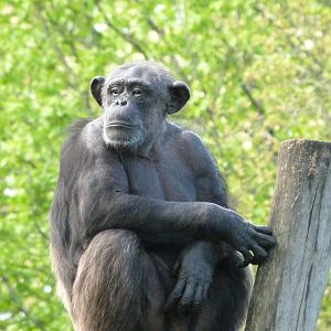 Common chimpanzee -ZooParc de Beauval (2025)