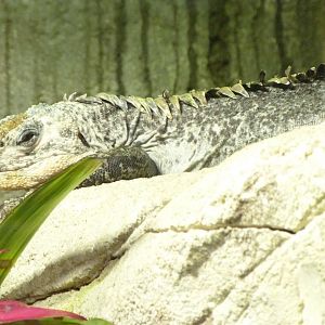 Utila spiny-tailed iguana -ZooParc de Beauval (2025)
