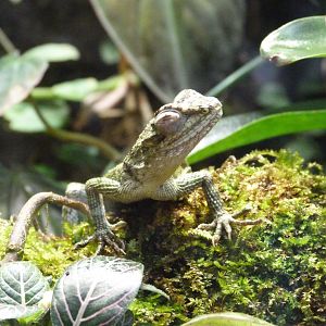 Splendid japalure -ZooParc de Beauval (2025)