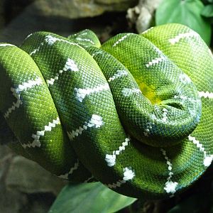 Emerald tree boa -ZooParc de Beauval (2025)