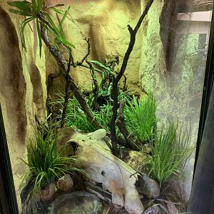 New enclosure for Zoutpansberg Girdled Lizard (Smaugg Depressus)