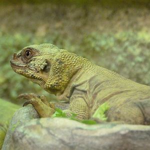 Common chuckwalla -ZooParc de Beauval (2025)