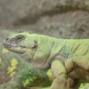 Common chuckwalla -ZooParc de Beauval (2025)