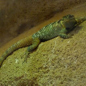 Blue spiny lizard -ZooParc de Beauval (2025)