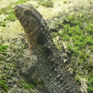 Chinese crocodile lizard -ZooParc de Beauval (2025)