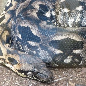 Malagasy ground boa -ZooParc de Beauval (2025)