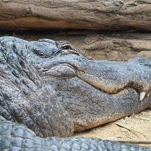American alligator -ZooParc de Beauval (2025)