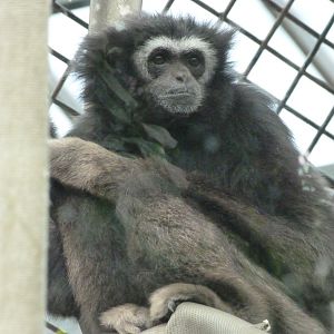 White-handed gibbon -ZooParc de Beauval (2025)