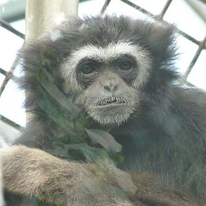 White-handed gibbon -ZooParc de Beauval (2025)
