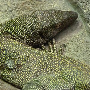 Mangrove monitor -ZooParc de Beauval (2025)